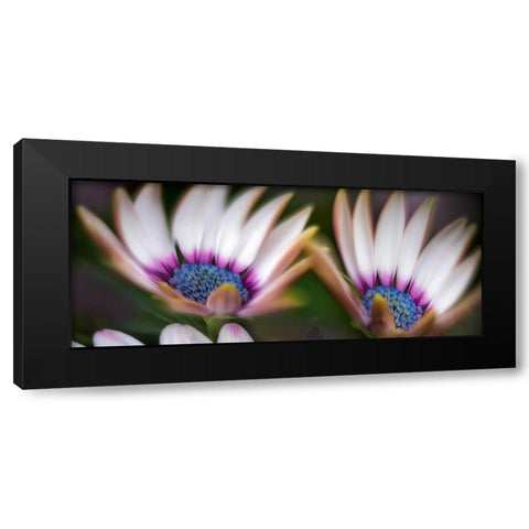 A Pair Black Modern Wood Framed Art Print with Double Matting by Frates, Dennis