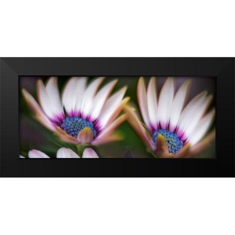 A Pair Black Modern Wood Framed Art Print by Frates, Dennis