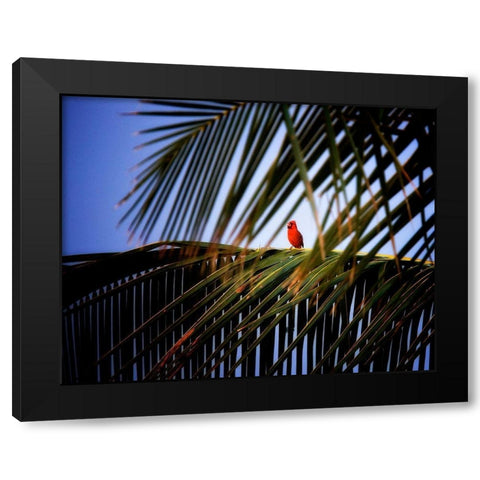 Cardinal Black Modern Wood Framed Art Print by Frates, Dennis