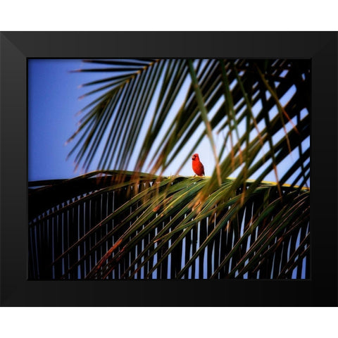 Cardinal Black Modern Wood Framed Art Print by Frates, Dennis