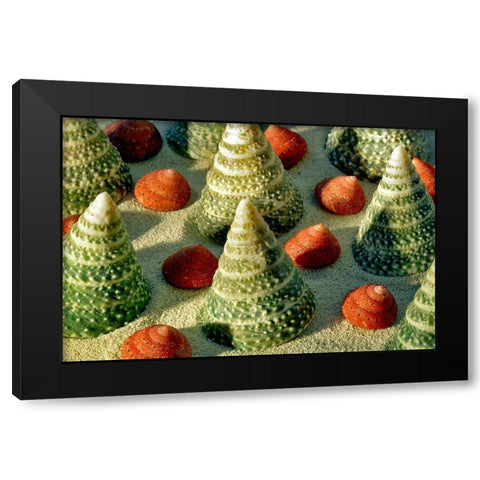 Tree Shells Black Modern Wood Framed Art Print by Frates, Dennis