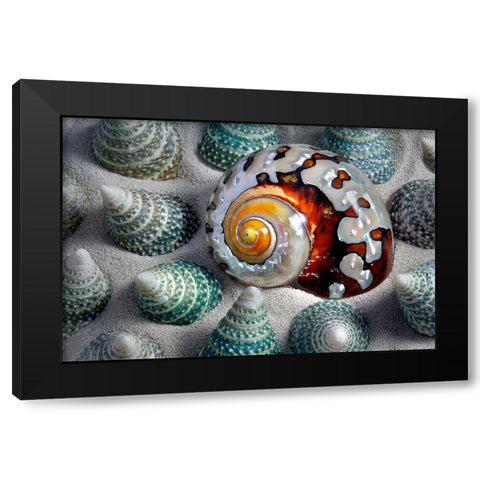 Shell Spiral Black Modern Wood Framed Art Print by Frates, Dennis