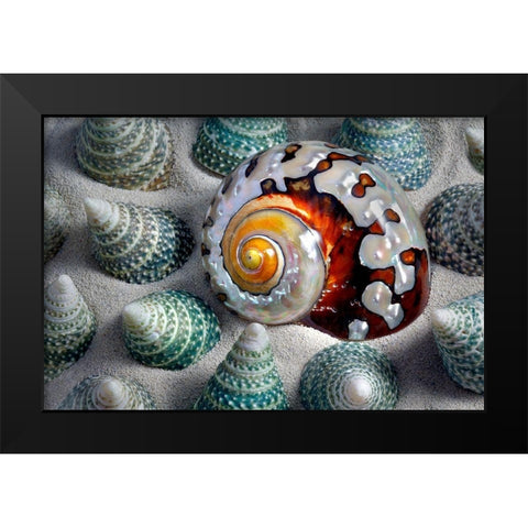 Shell Spiral Black Modern Wood Framed Art Print by Frates, Dennis