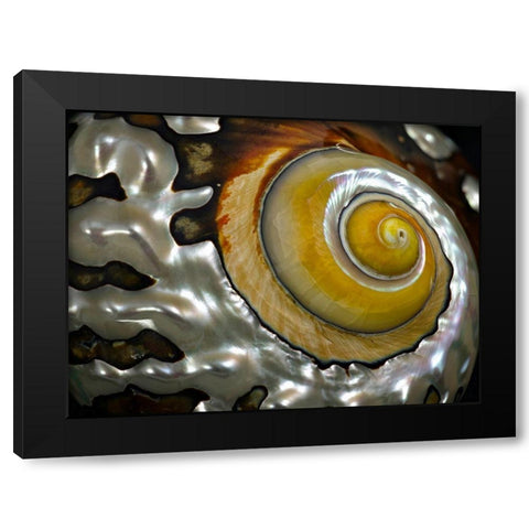 Shell Spiral II Black Modern Wood Framed Art Print by Frates, Dennis