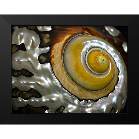 Shell Spiral II Black Modern Wood Framed Art Print by Frates, Dennis