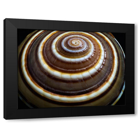Shell Spiral III Black Modern Wood Framed Art Print with Double Matting by Frates, Dennis
