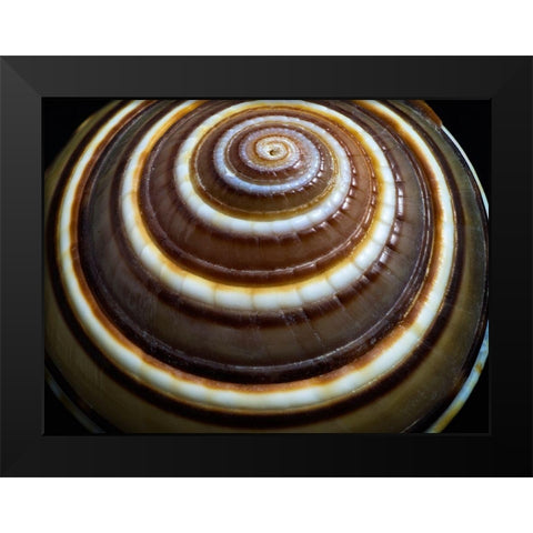 Shell Spiral III Black Modern Wood Framed Art Print by Frates, Dennis