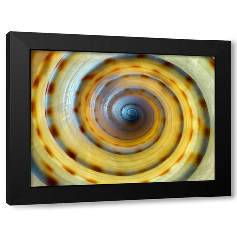 Shell Spiral IV Black Modern Wood Framed Art Print by Frates, Dennis