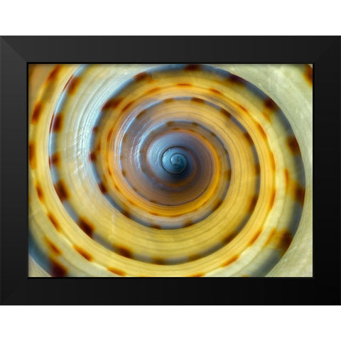 Shell Spiral IV Black Modern Wood Framed Art Print by Frates, Dennis