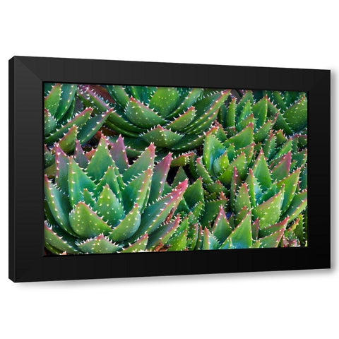 Succulents III Black Modern Wood Framed Art Print by Frates, Dennis