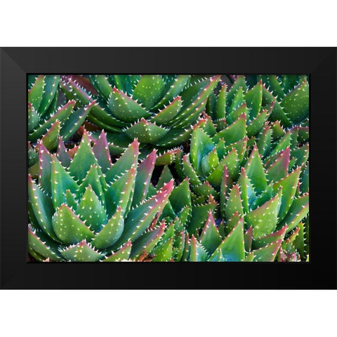 Succulents III Black Modern Wood Framed Art Print by Frates, Dennis