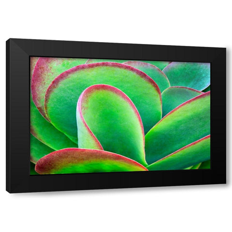 Succulent V Black Modern Wood Framed Art Print by Frates, Dennis
