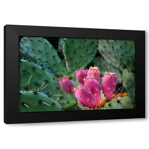 Pink Cactus Black Modern Wood Framed Art Print by Frates, Dennis