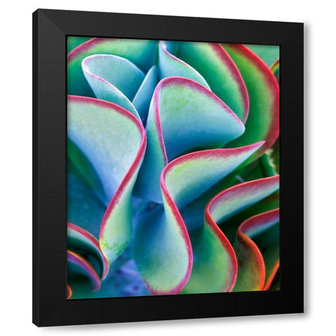 Succulent VII Black Modern Wood Framed Art Print by Frates, Dennis