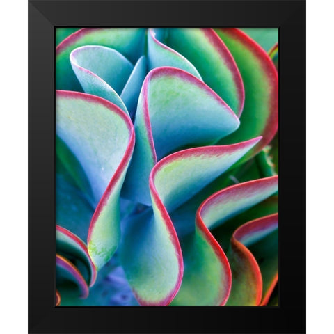 Succulent VII Black Modern Wood Framed Art Print by Frates, Dennis