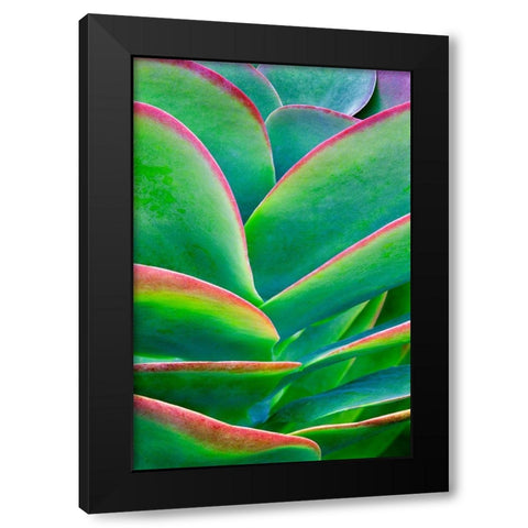 Succulent VIII Black Modern Wood Framed Art Print by Frates, Dennis