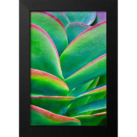 Succulent VIII Black Modern Wood Framed Art Print by Frates, Dennis