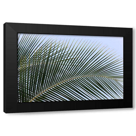 Tropical Black Modern Wood Framed Art Print by Frates, Dennis