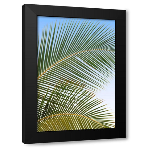 Tropical II Black Modern Wood Framed Art Print by Frates, Dennis