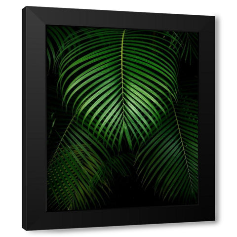 Tropical IV Black Modern Wood Framed Art Print with Double Matting by Frates, Dennis