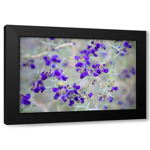 Purple Flowers Black Modern Wood Framed Art Print by Frates, Dennis
