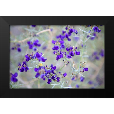 Purple Flowers Black Modern Wood Framed Art Print by Frates, Dennis