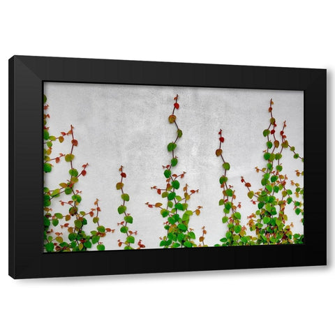 Vine Black Modern Wood Framed Art Print with Double Matting by Frates, Dennis