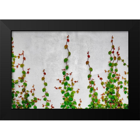 Vine Black Modern Wood Framed Art Print by Frates, Dennis