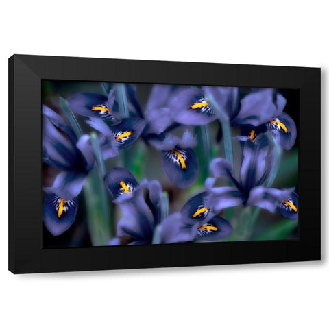 Irises Black Modern Wood Framed Art Print with Double Matting by Frates, Dennis