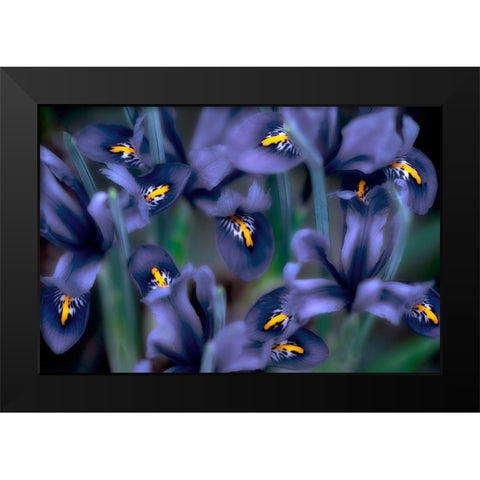 Irises Black Modern Wood Framed Art Print by Frates, Dennis
