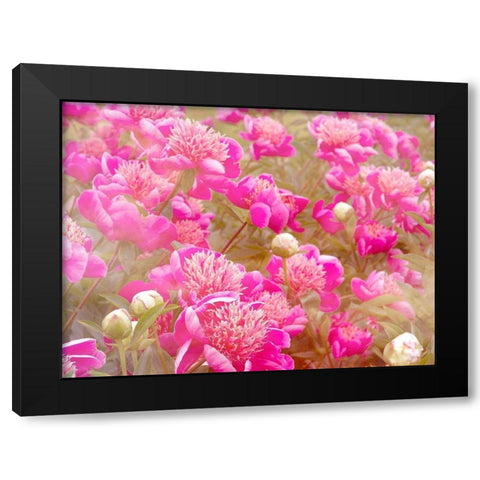 Pinks Black Modern Wood Framed Art Print by Frates, Dennis