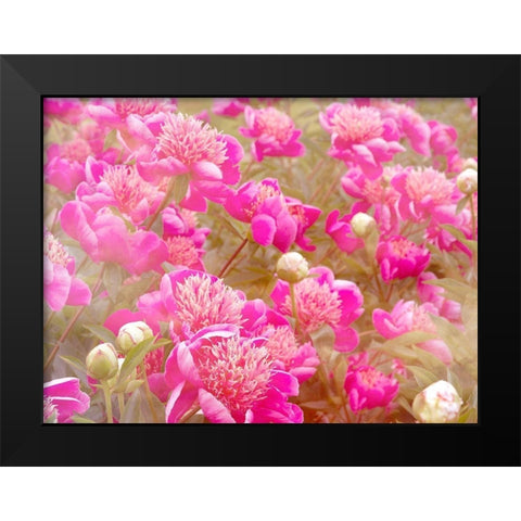 Pinks Black Modern Wood Framed Art Print by Frates, Dennis