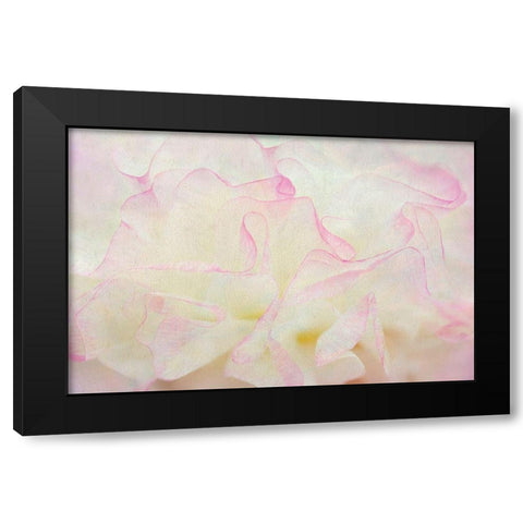 Blush Black Modern Wood Framed Art Print with Double Matting by Frates, Dennis