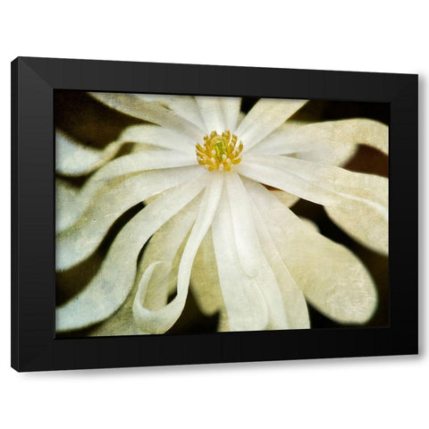 White Flower Black Modern Wood Framed Art Print by Frates, Dennis