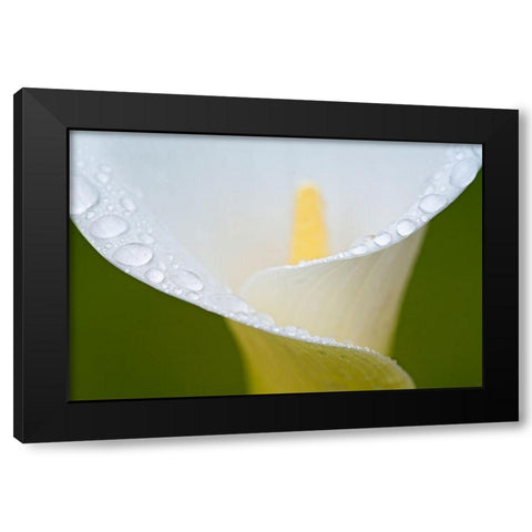 White Flower II Black Modern Wood Framed Art Print by Frates, Dennis