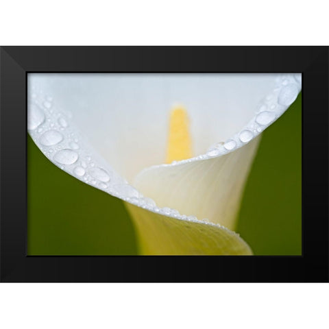 White Flower II Black Modern Wood Framed Art Print by Frates, Dennis