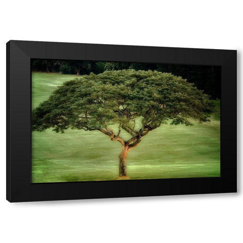 Single Tree Black Modern Wood Framed Art Print by Frates, Dennis