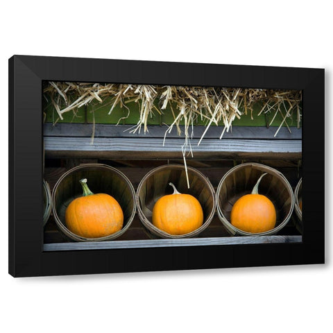 Pumpkins Black Modern Wood Framed Art Print with Double Matting by Frates, Dennis