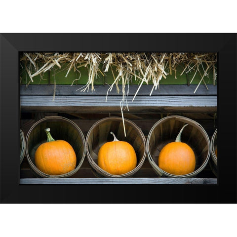 Pumpkins Black Modern Wood Framed Art Print by Frates, Dennis