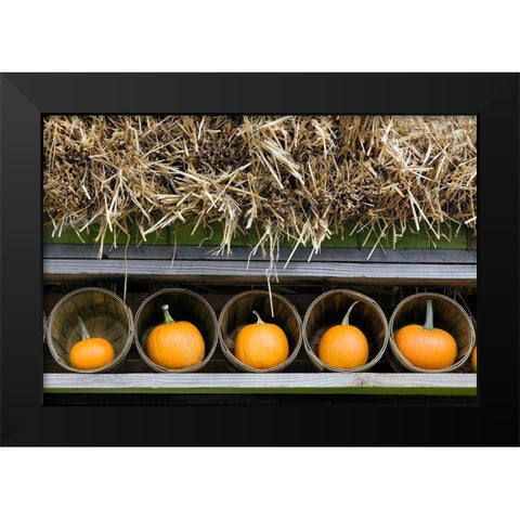 More Pumpkins Black Modern Wood Framed Art Print by Frates, Dennis