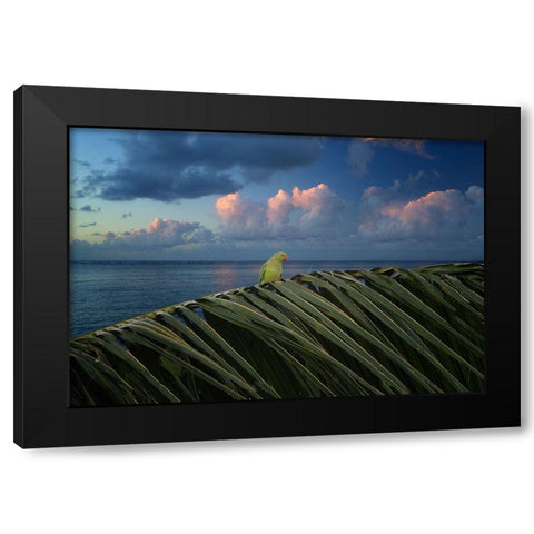 Paulie Black Modern Wood Framed Art Print with Double Matting by Frates, Dennis