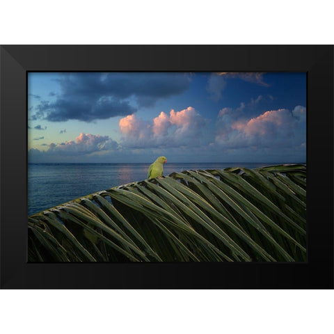 Paulie Black Modern Wood Framed Art Print by Frates, Dennis