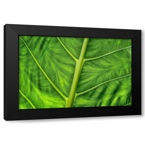 Leaf Details Black Modern Wood Framed Art Print with Double Matting by Frates, Dennis