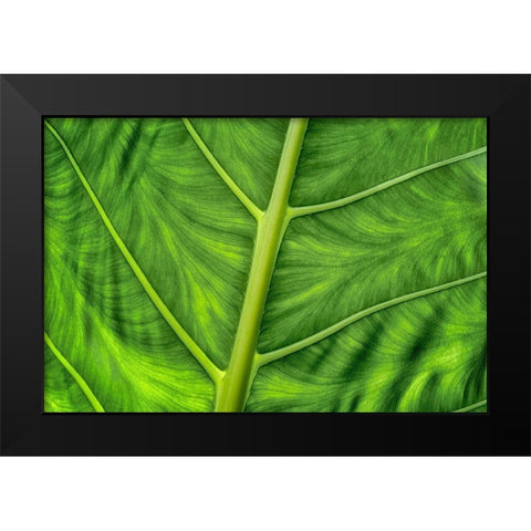 Leaf Details Black Modern Wood Framed Art Print by Frates, Dennis