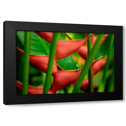 Floral Details Black Modern Wood Framed Art Print by Frates, Dennis