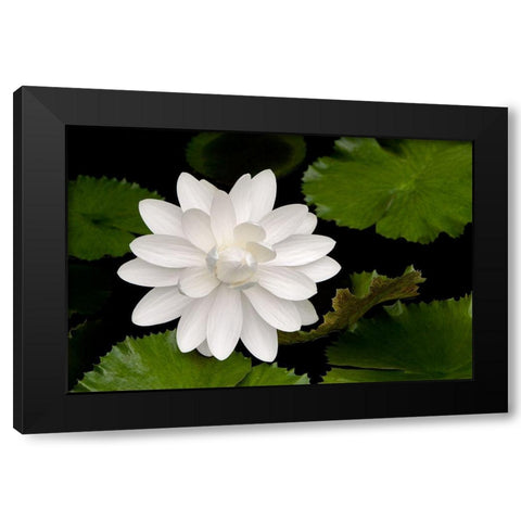 White Flower Black Modern Wood Framed Art Print with Double Matting by Frates, Dennis