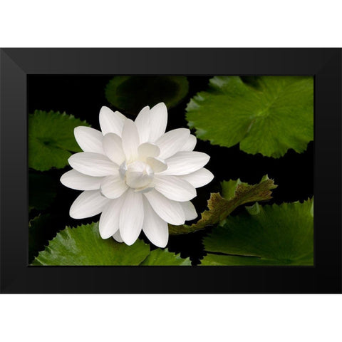 White Flower Black Modern Wood Framed Art Print by Frates, Dennis