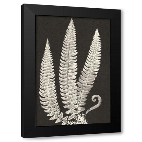 Vintage Ferns Black Modern Wood Framed Art Print with Double Matting by JJ Design