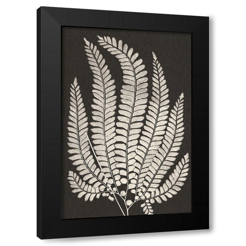 Vintage Ferns II Black Modern Wood Framed Art Print by JJ Design