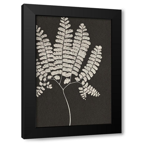 Vintage Ferns IV Black Modern Wood Framed Art Print by JJ Design